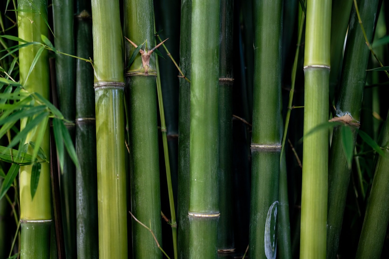Bamboo stalks