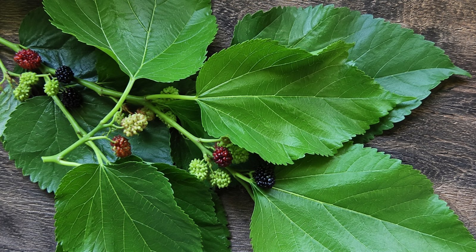Mulberry leaves and berries