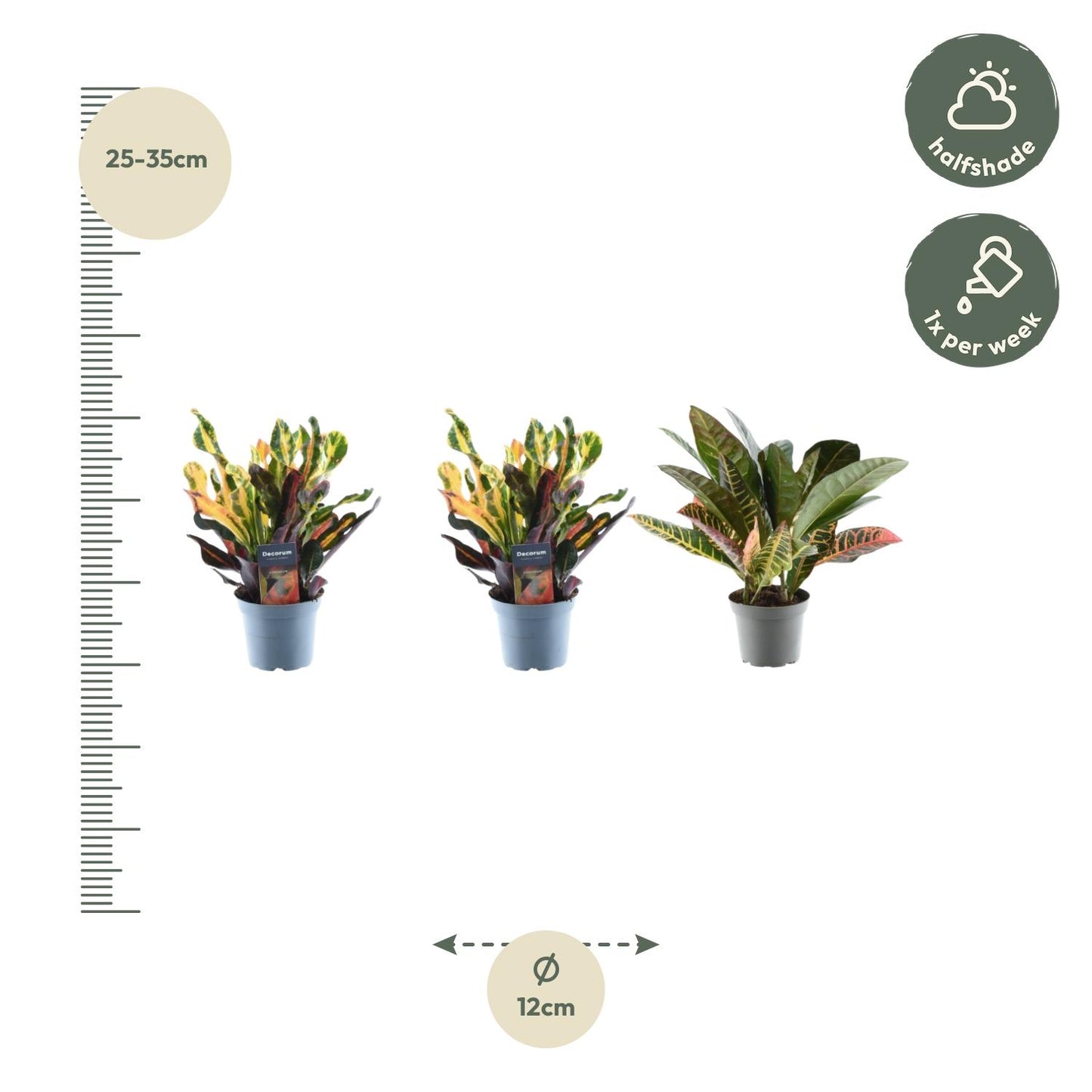 Croton mix van 3 planten