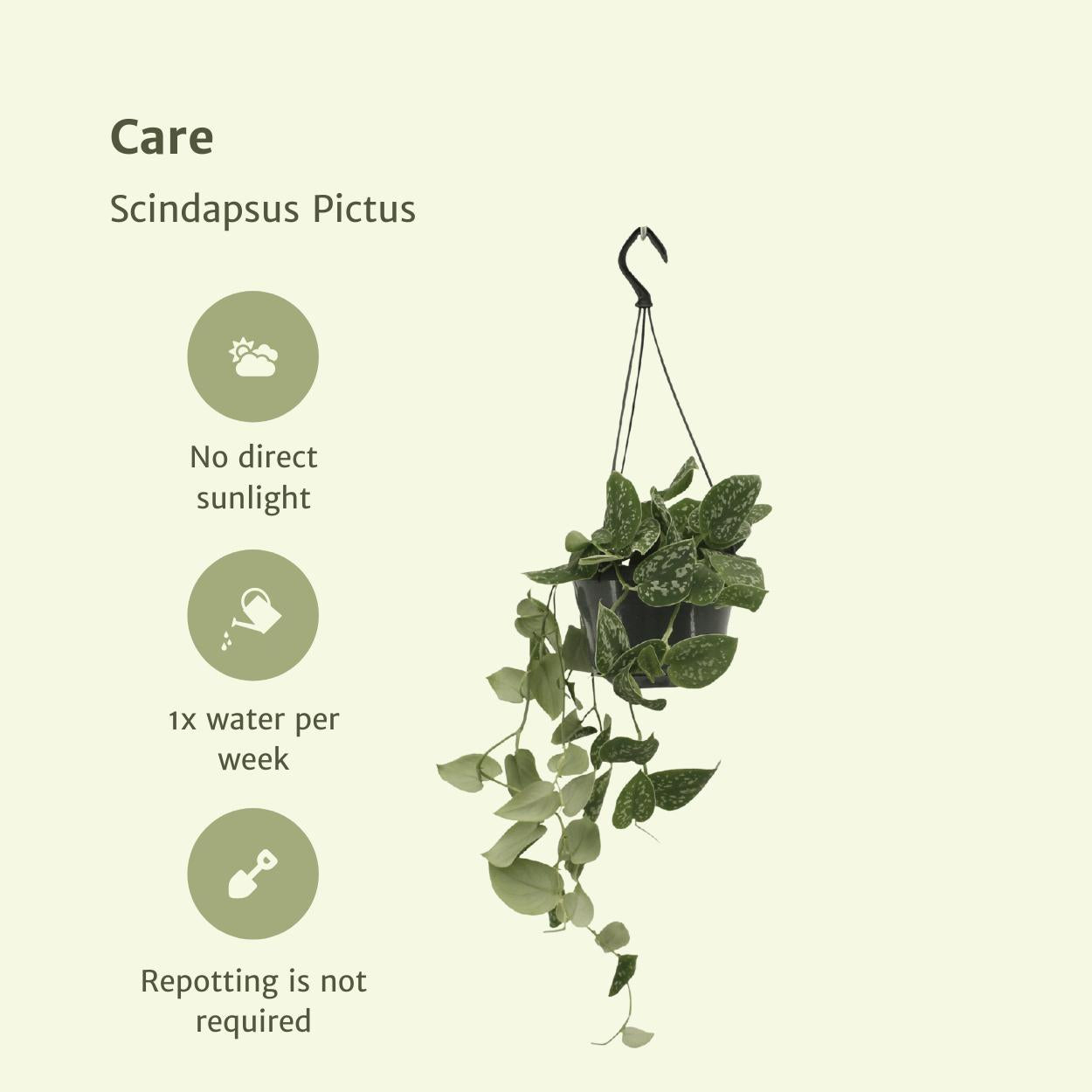 Scindapsus Pictus (Epipremnum) - 2 stuks - Ø15cm - ↕20cm