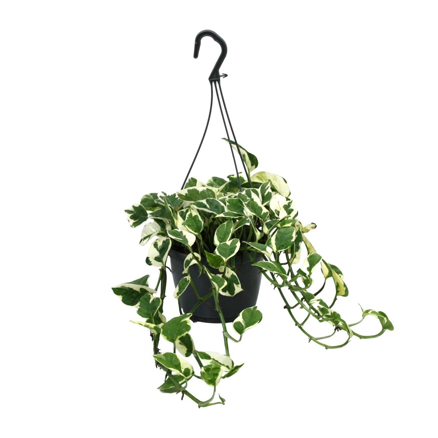 Scindapsus (Epipremnum) N’Joy - Ø15cm - ↕35cm