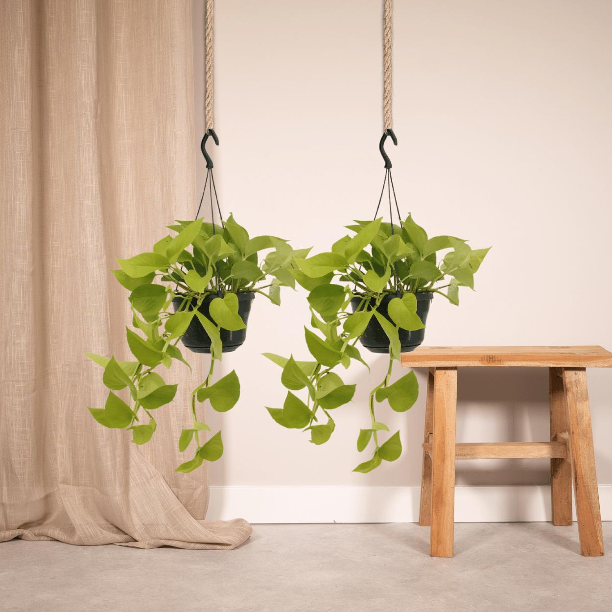 Epipremnum Golden Pothos (Scindapsus) - 2 stuks - Ø15cm - ↕25cm