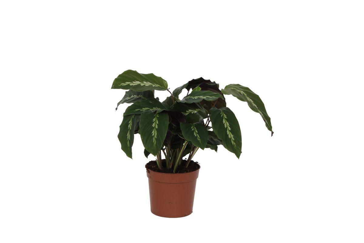 Calathea Maui Queen - 40 cm - Ø12cm