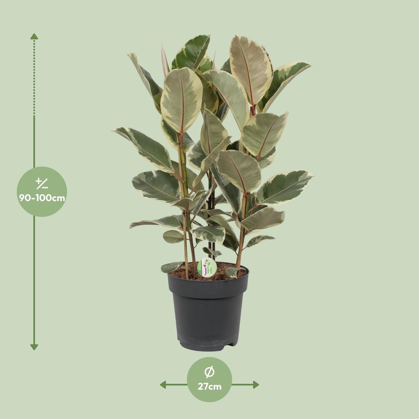 Ficus Tineke