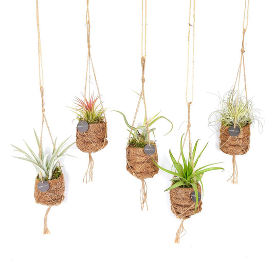 Kokodama Birdnest Tillandsia Mix - 5 stuks - Ø7cm - ↕5cm