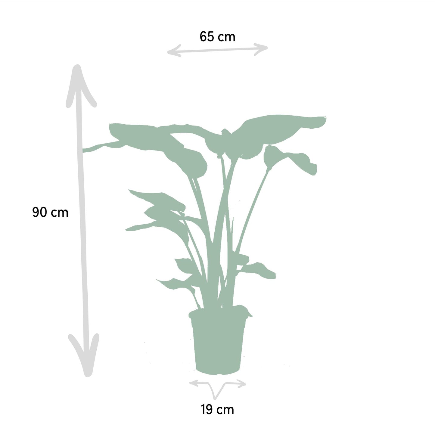 Monstera Deliciosa - Ø21cm - ↕75cm + Musa Dwarf Cavendish - Ø21cm - ↕85cm + Strelitzia Nicolai - Ø19cm - ↕85cm