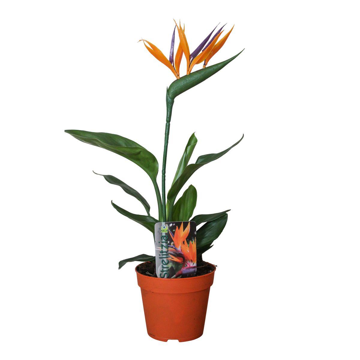 Strelitzia Reginae, Incl Kunstbloem - Ø13cm - ↕35cm