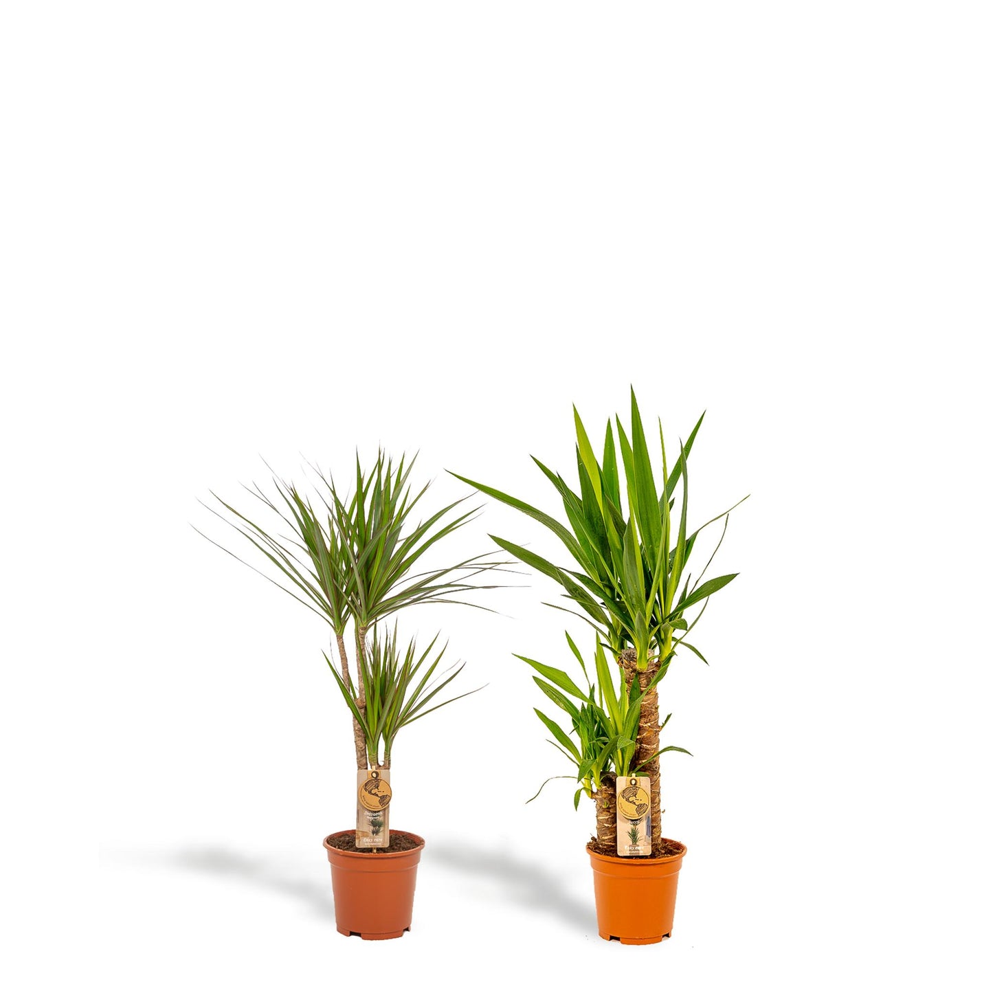 Dracaena ↨70cm - Ø17cm + Yucca ↨90cm - Ø17cm