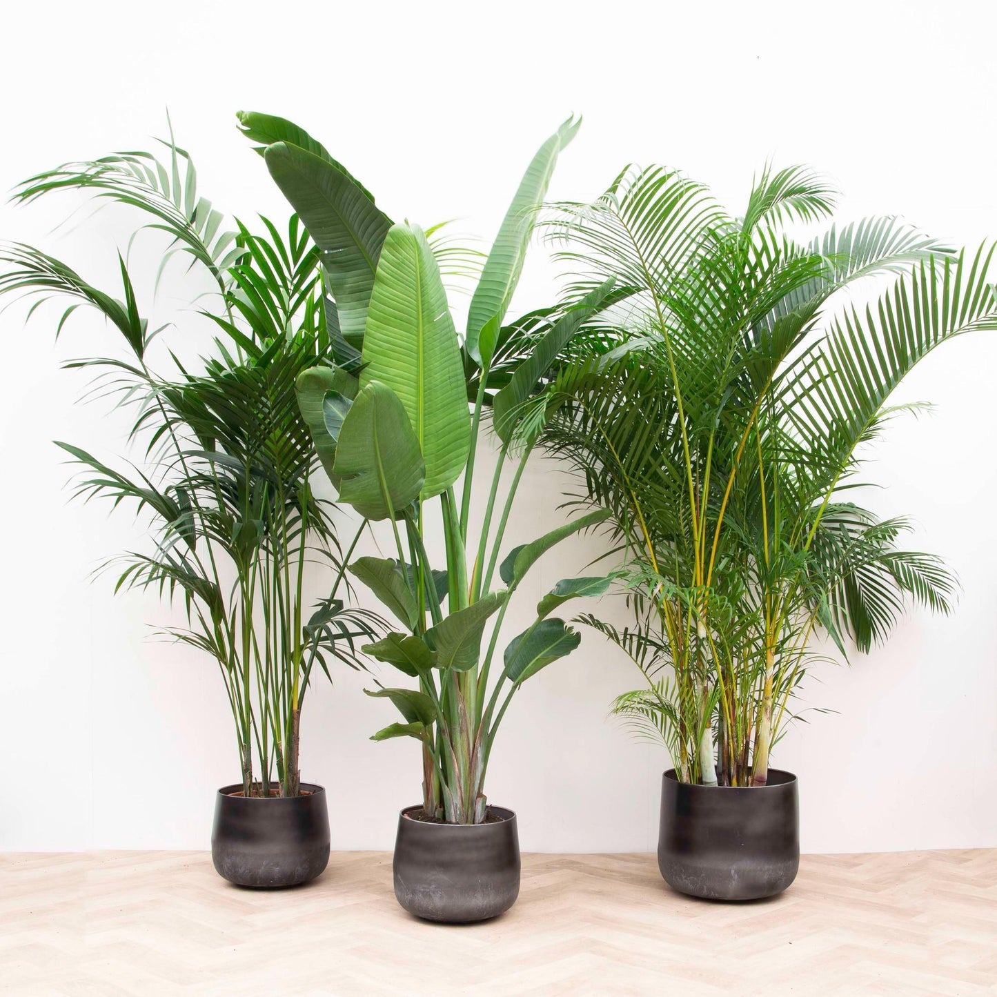 XXL Combi deal Kentia X Strelitzia Nicolai X Areca