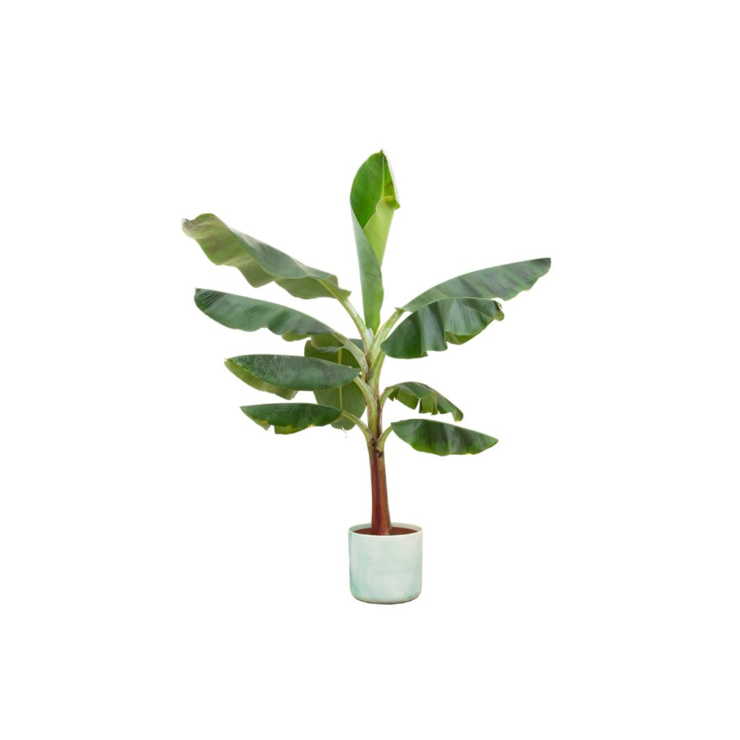 Combi deal - Bananenplant (Musa) inclusief Ocean Round atlantisch blauw Ø22 - 120 cm