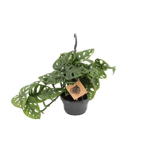 Monstera Monkey - Ø14cm - ↕30cm