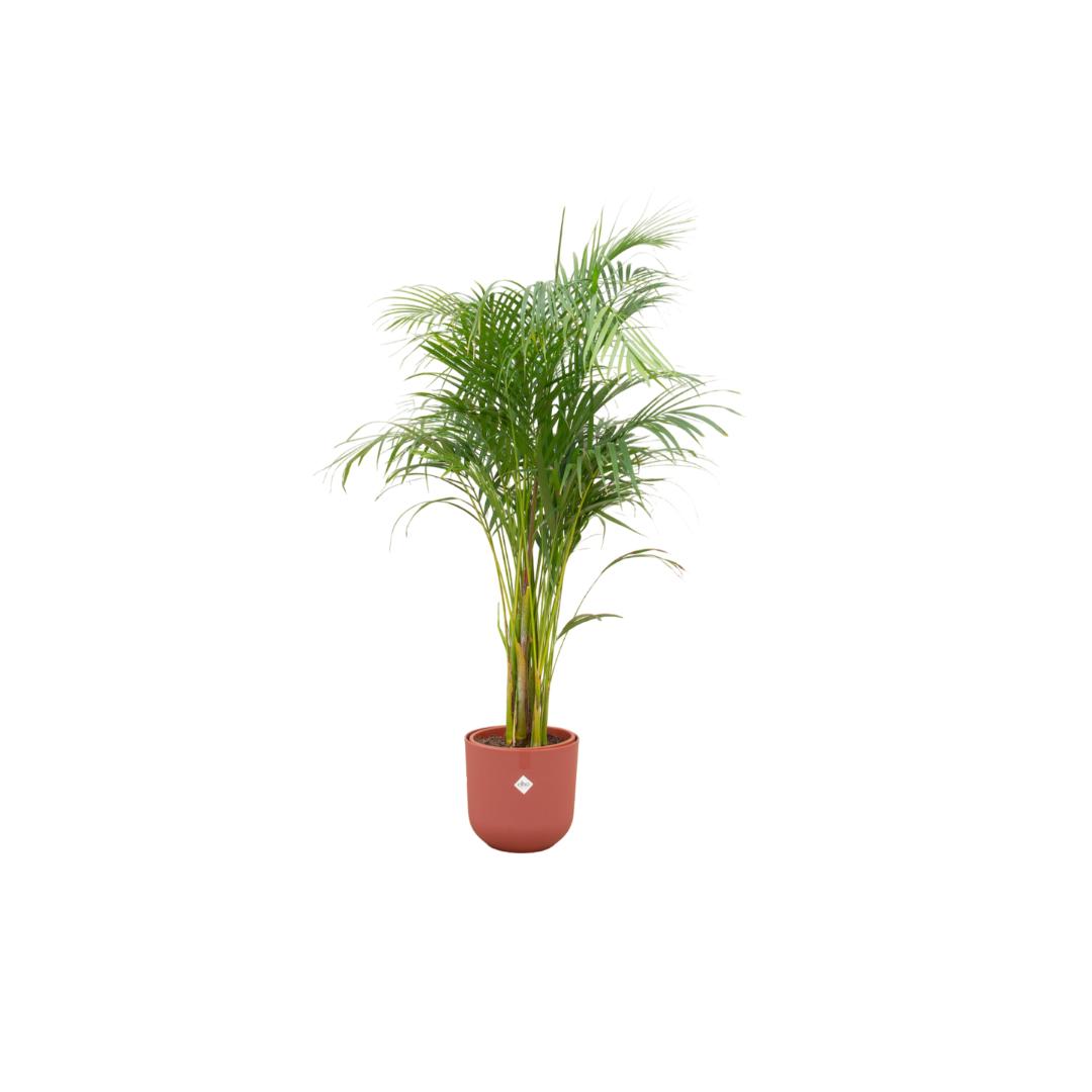 Combi deal - Areca palm inclusief elho Jazz Round wit Ø26 - 140 cm