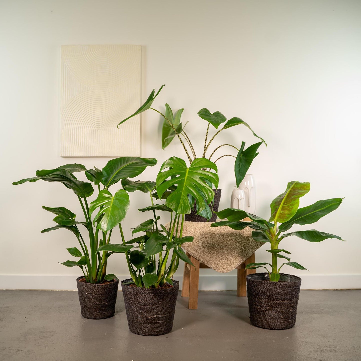 Monstera Deliciosa X Alocasia Zebrina X Strelitzia Nicolai X Musa Dwarf Cavendish