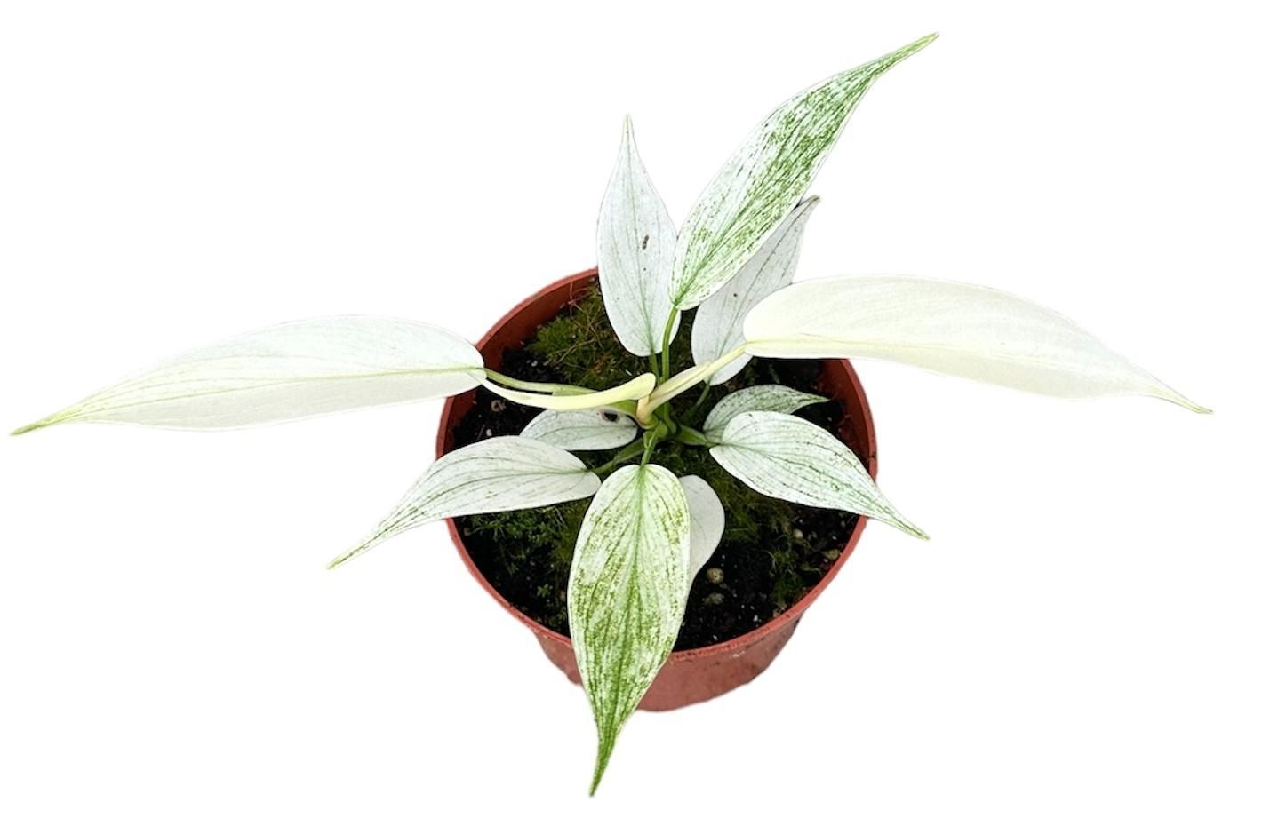 Philodendron Florida Ghost - Ø10,5cm - ↕15cm