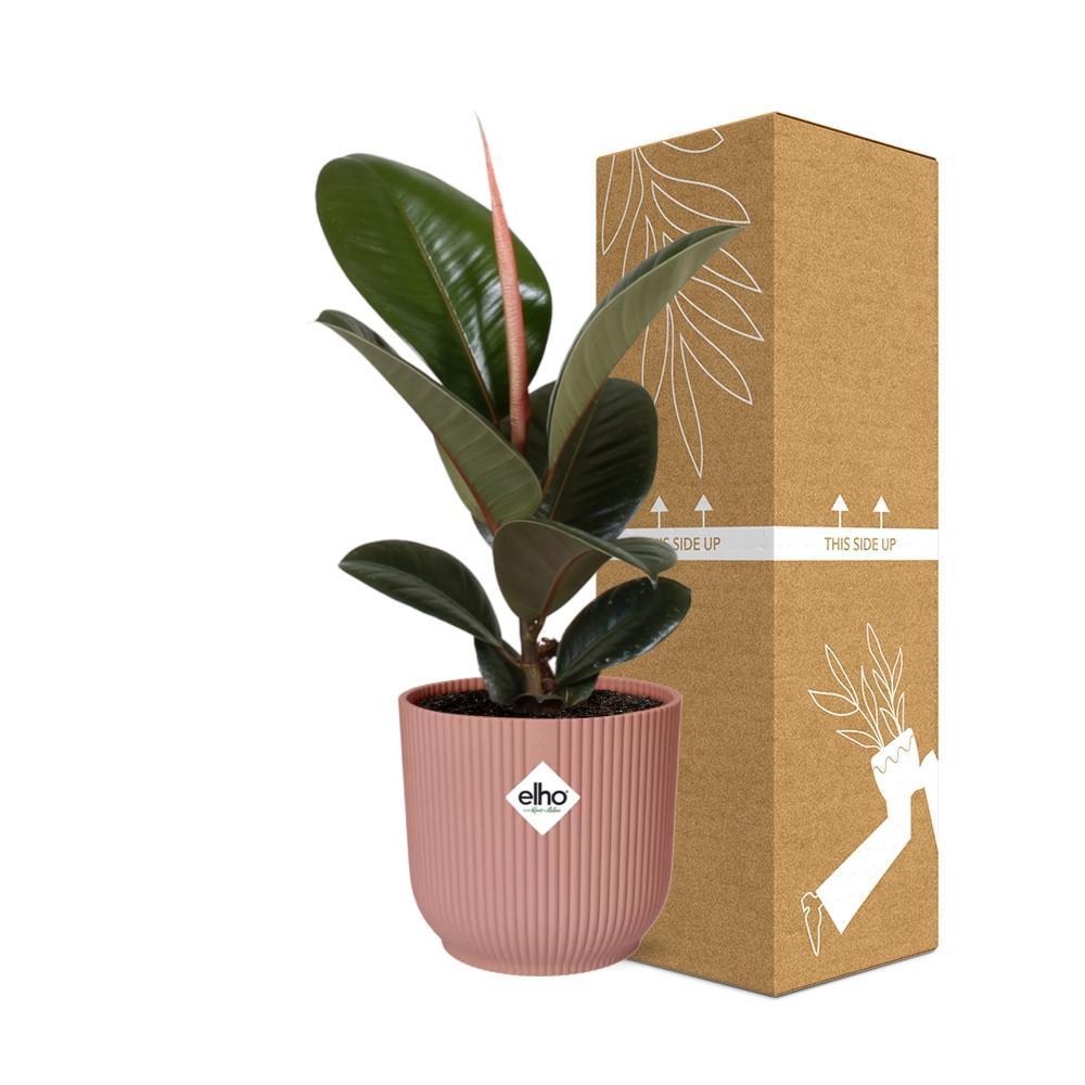 Ficus Elastica ‘Robusta’ in ELHO Vibes Fold 14cm roze