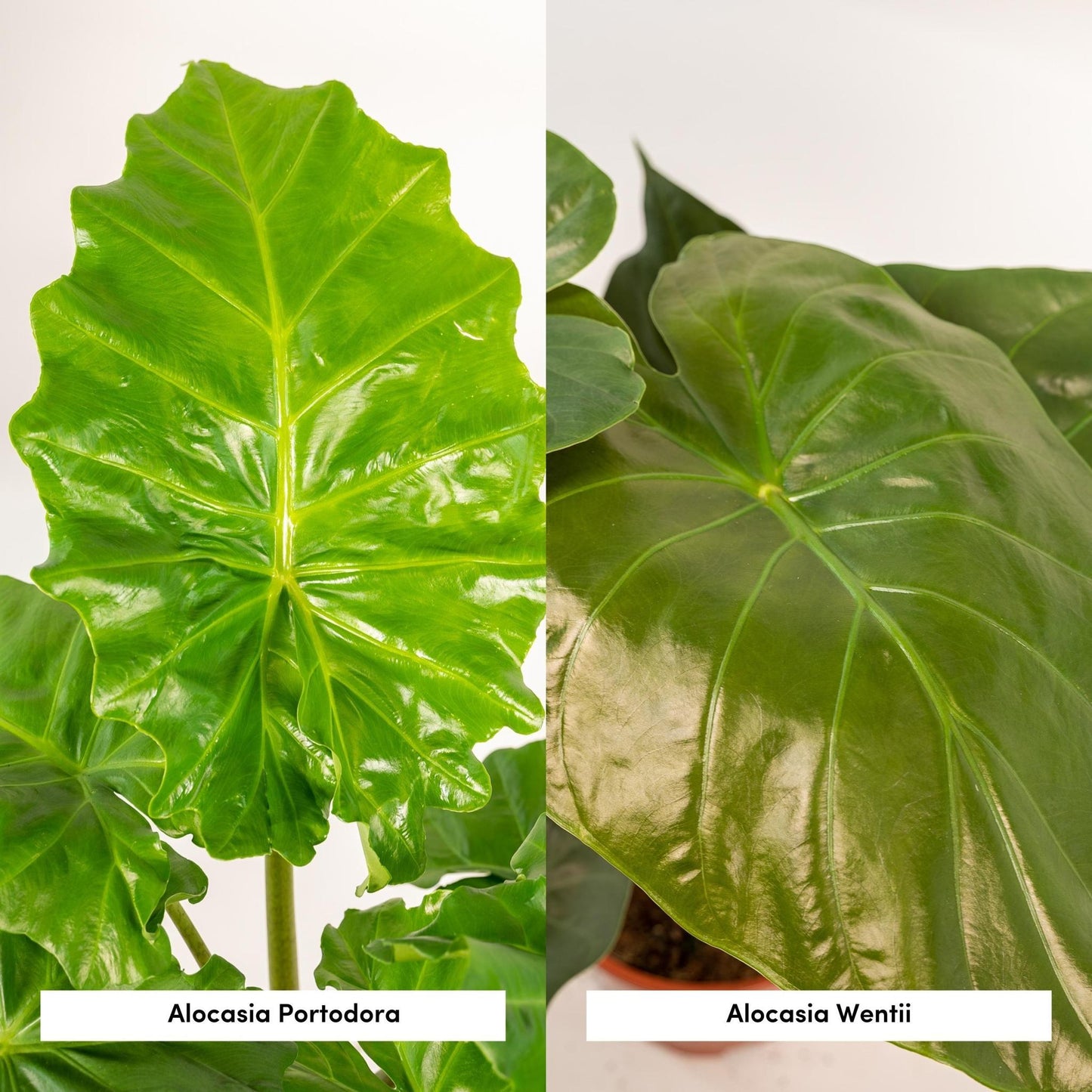 Alocasia Wentii - Ø19cm - ↕60cm + Alocasia Portodora - Ø19cm - ↕75cm + Mand Igmar