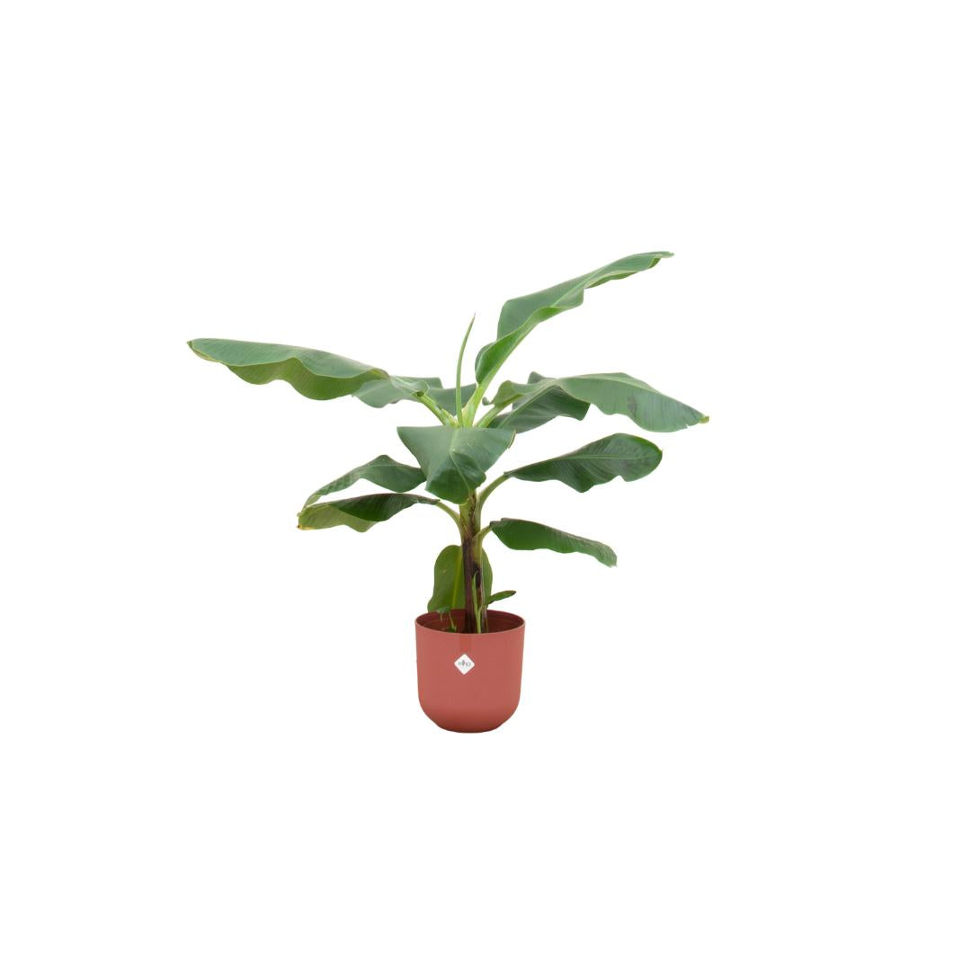 Combi deal - Bananenplant (Musa) inclusief elho Jazz Round geel Ø23 - 100 cm