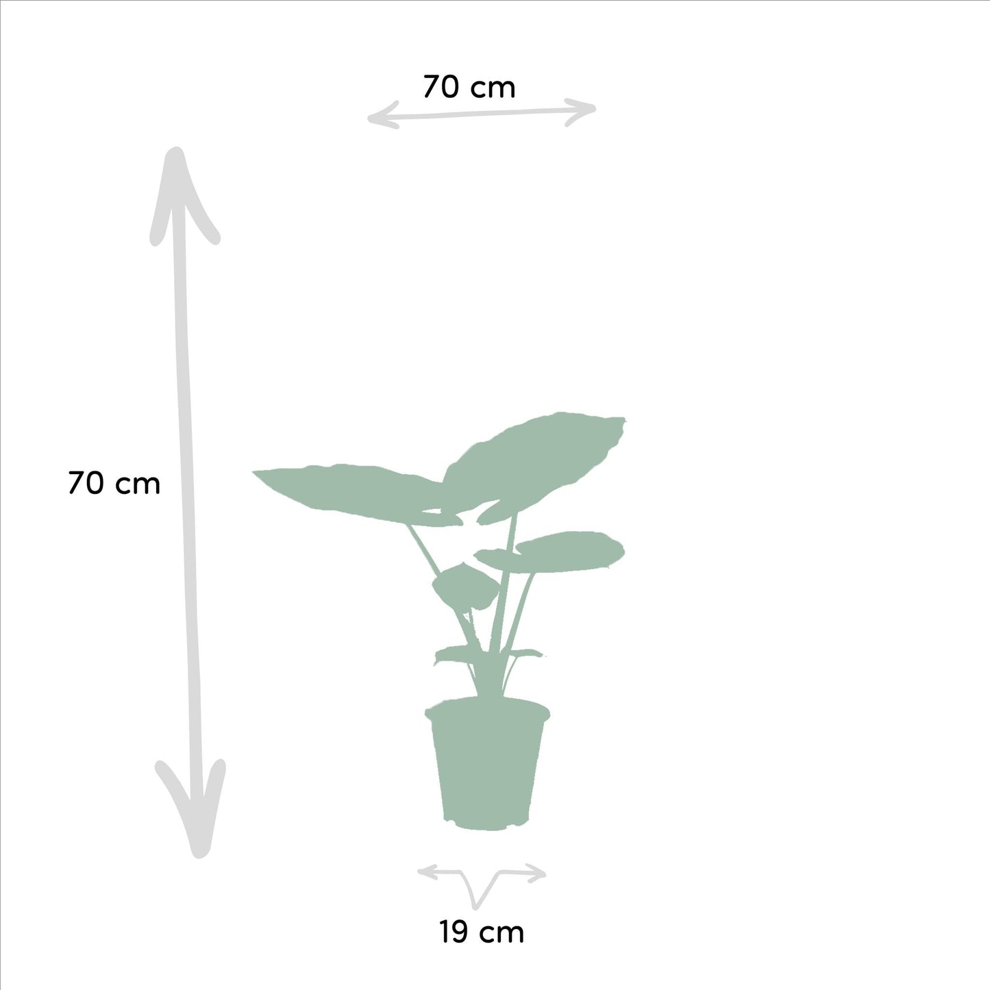 Strelitzia Nicolai X Alocasia Macrorrhiza