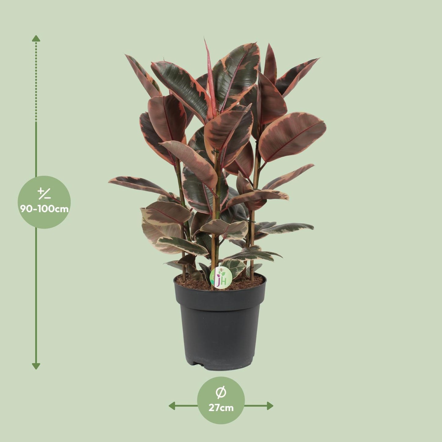 Ficus Belize - Ø27cm - ↕80cm