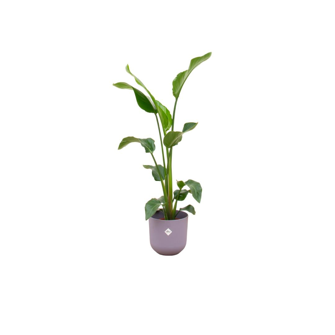 Combi deal - Strelitzia Nicolai inclusief elho Jazz Round geel Ø23 - 100 cm