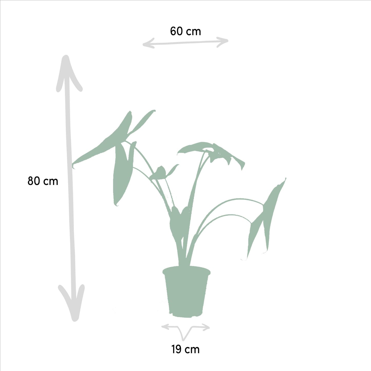 Monstera Deliciosa X Alocasia Zebrina X Strelitzia Nicolai X Musa Dwarf Cavendish