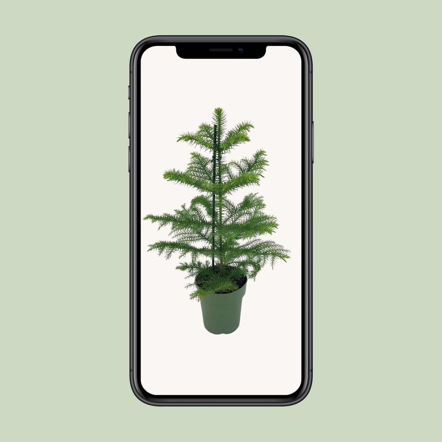 Araucaria Heterophylla - Ø14 - ↨40cm