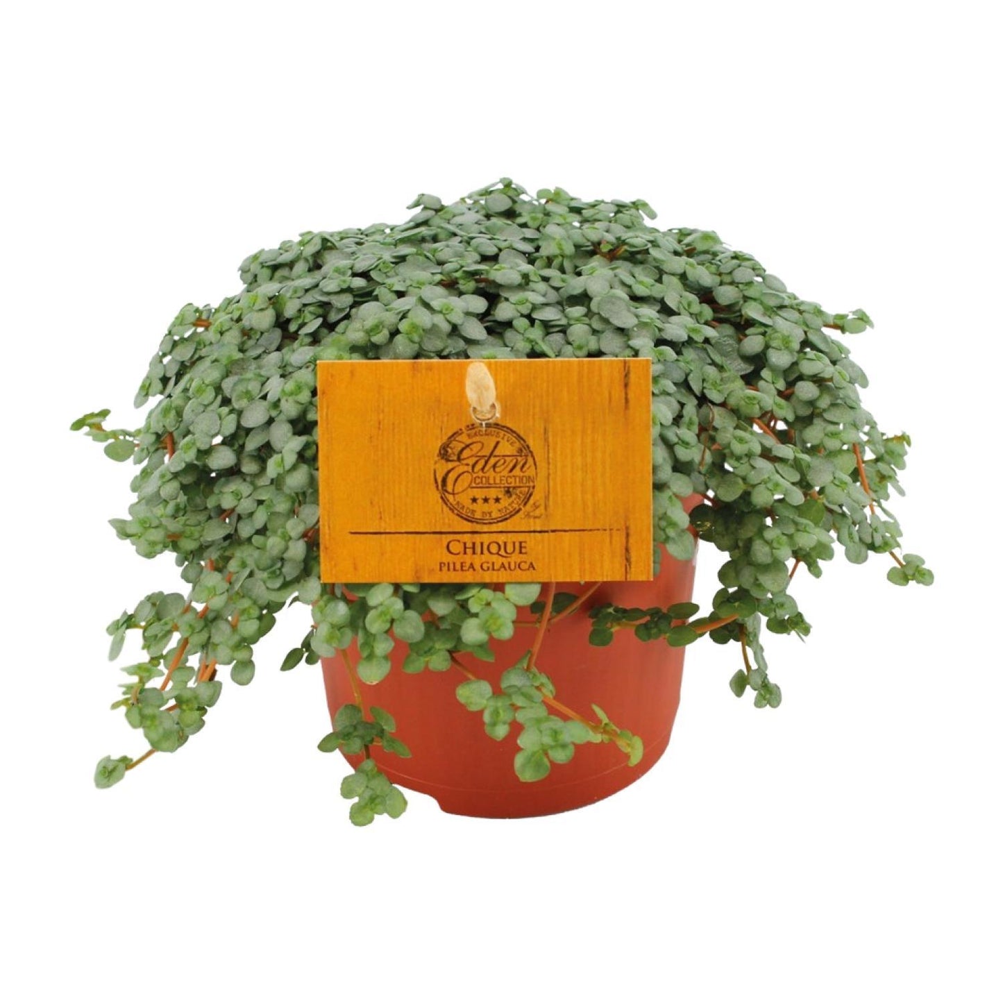 Pilea Glauca - Ø11cm - ↕15cm