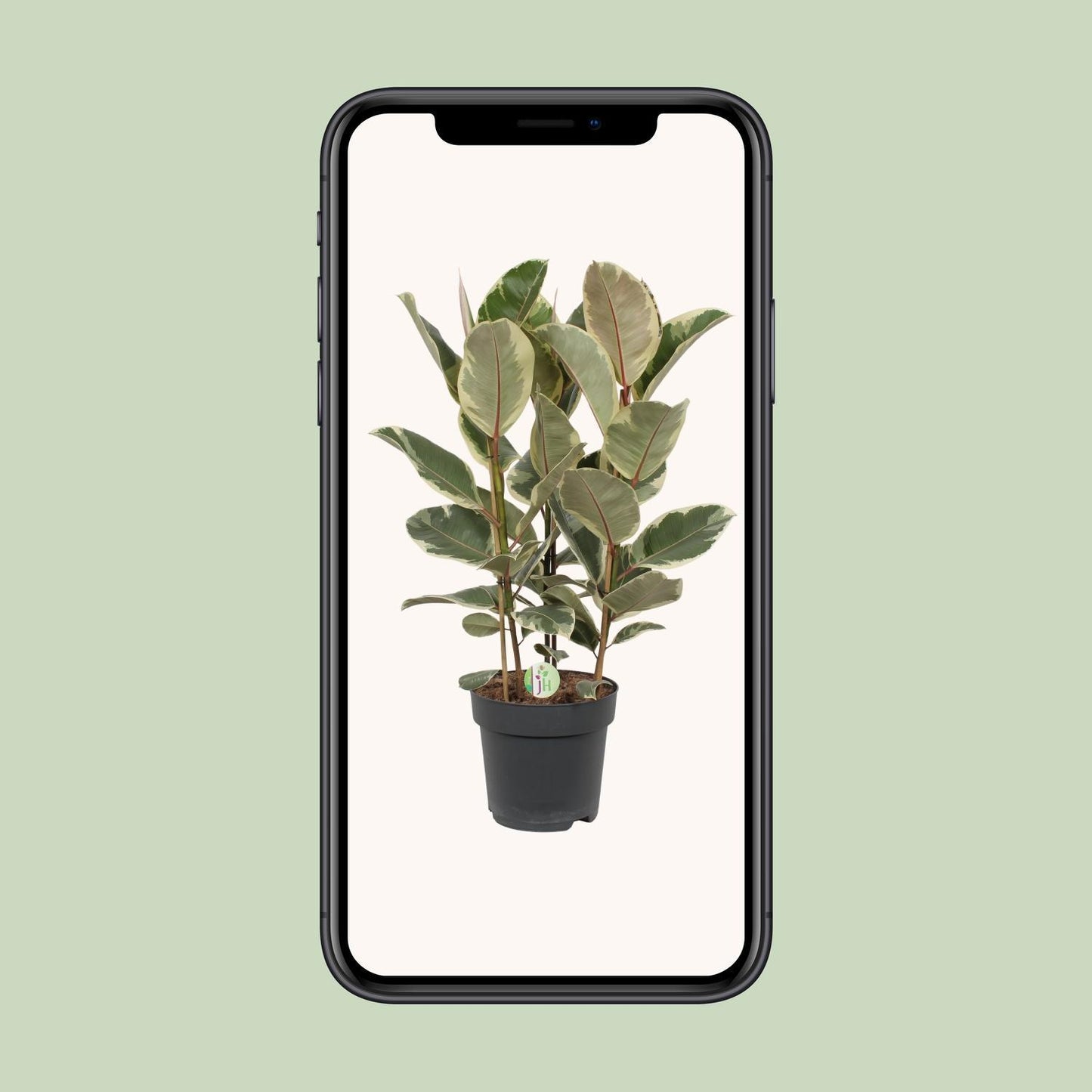 Ficus Tineke