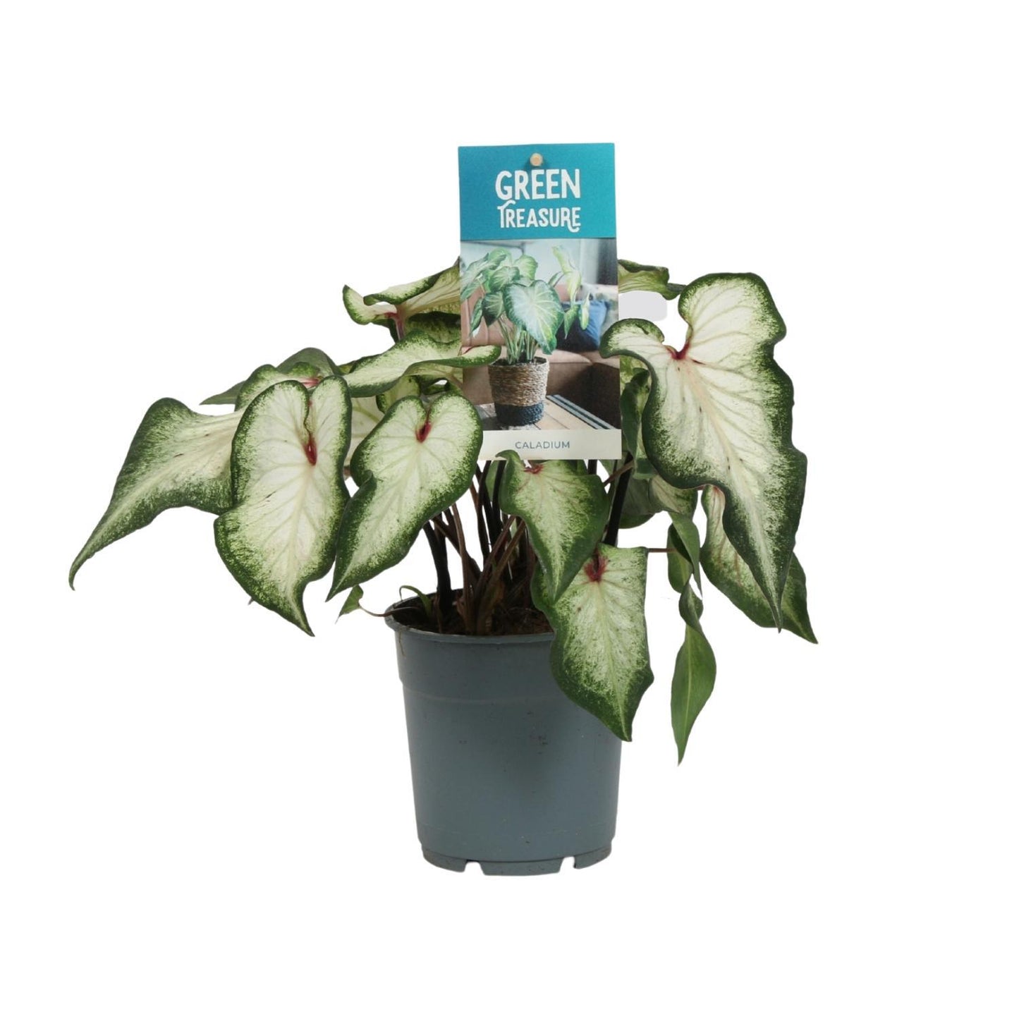 Caladium Wit - Ø12cm - ↕25cm