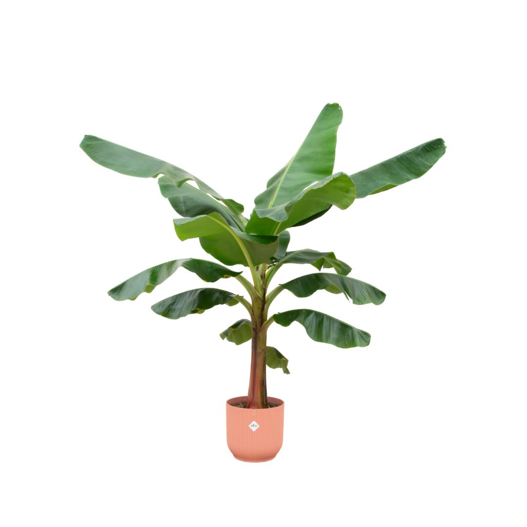 Combi deal - Bananenplant (Musa) inclusief elho Vibes Fold Round blauw Ø30 - 150 cm