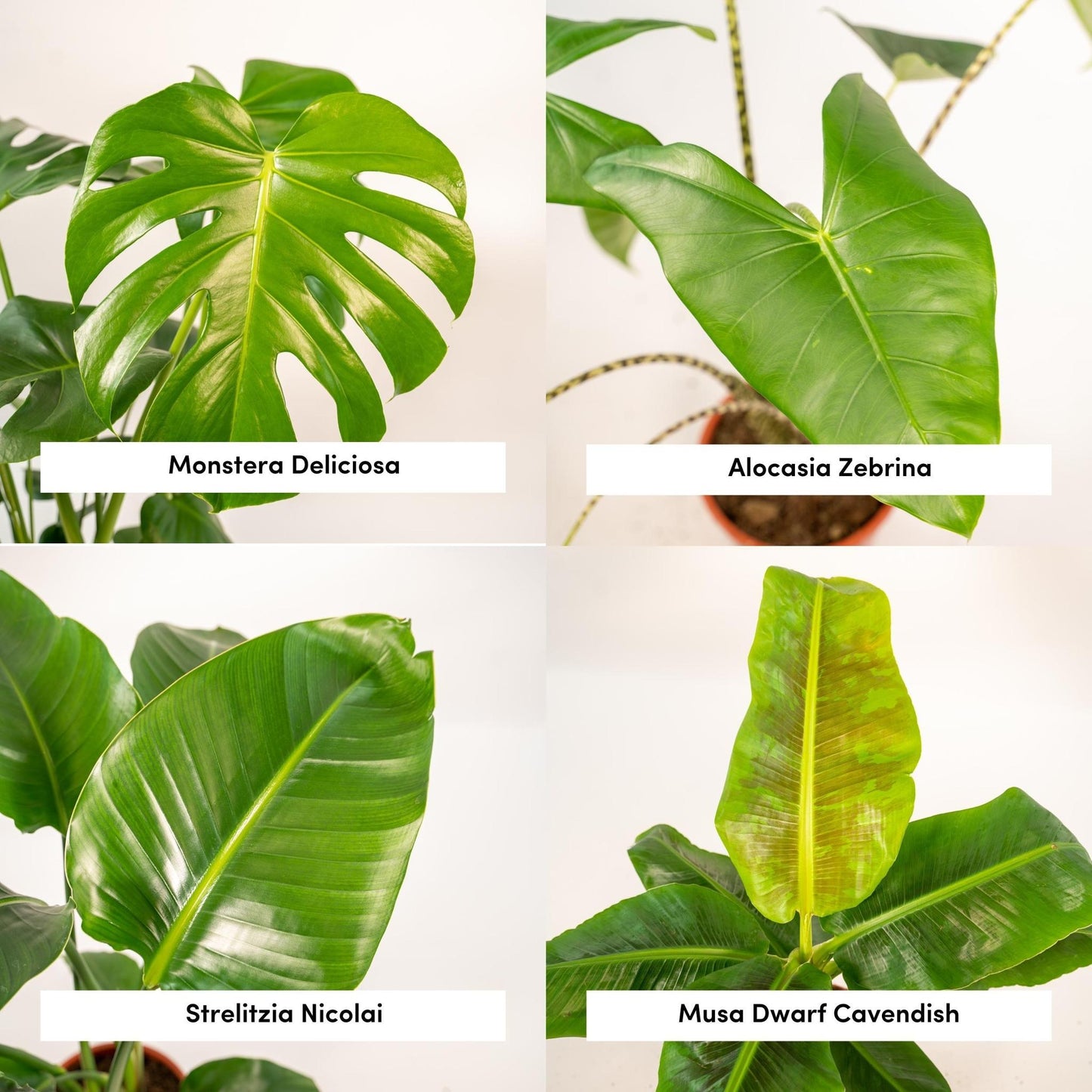 Monstera Deliciosa X Alocasia Zebrina X Strelitzia Nicolai X Musa Dwarf Cavendish