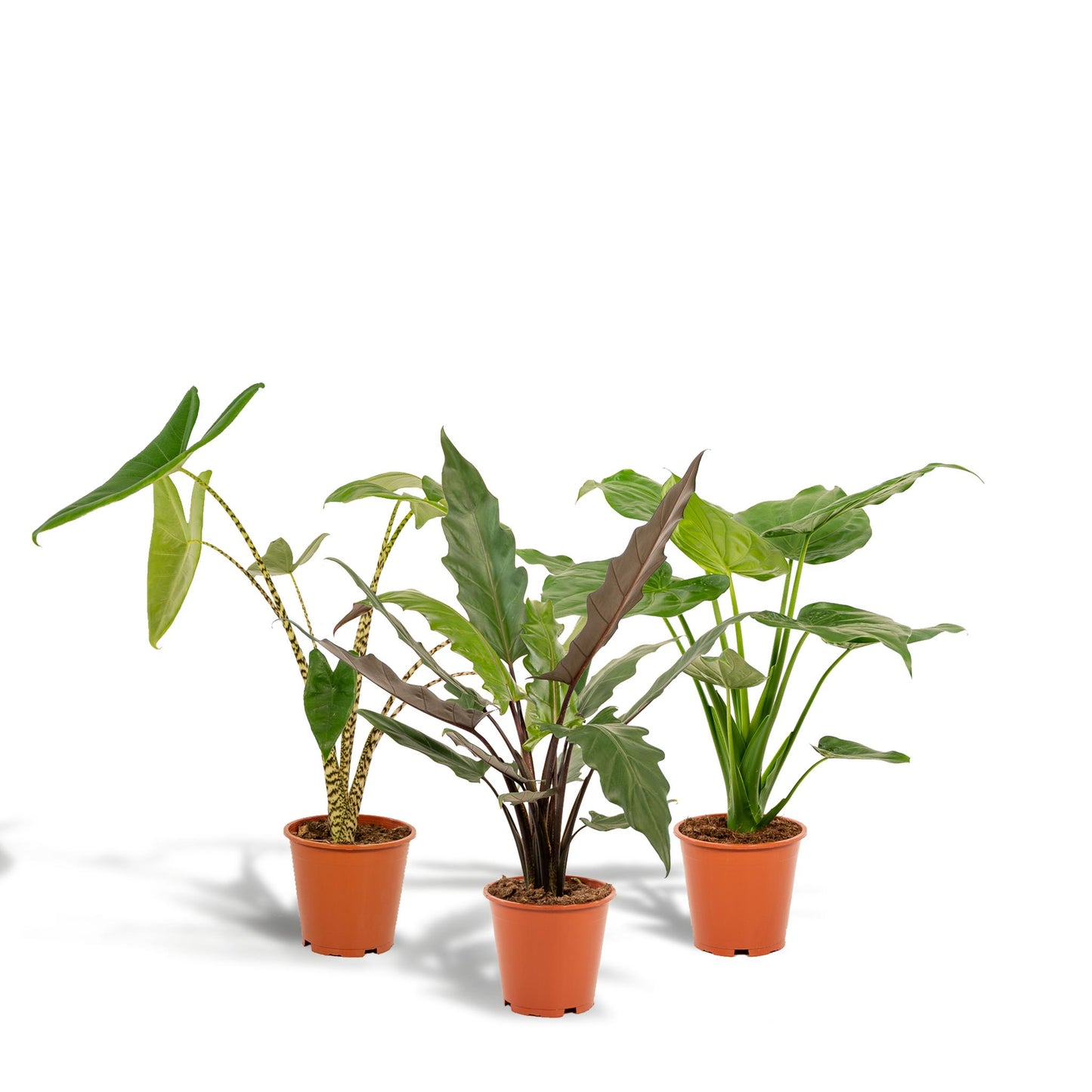 Alocasia Zebrina X Alocasia Cucullata X Alocasia Lauterbachiana