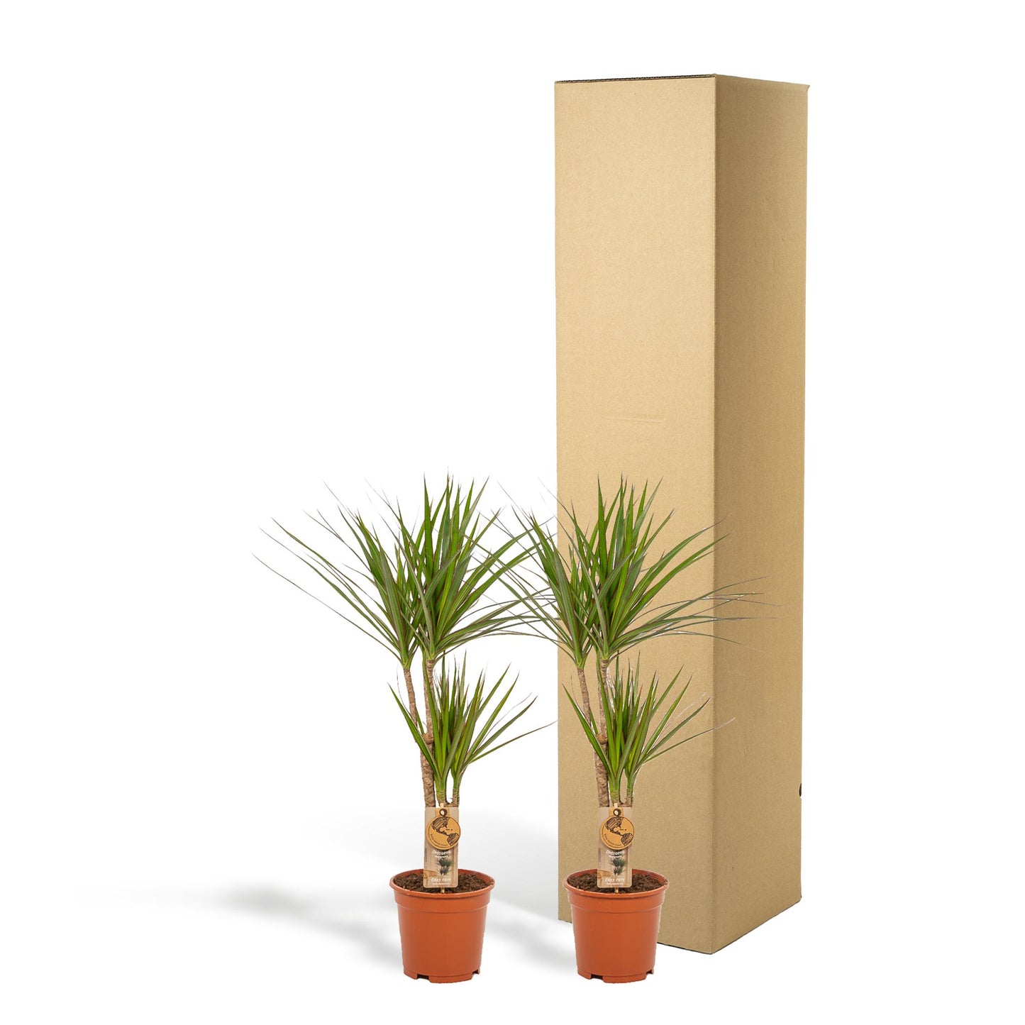 2x Dracaena