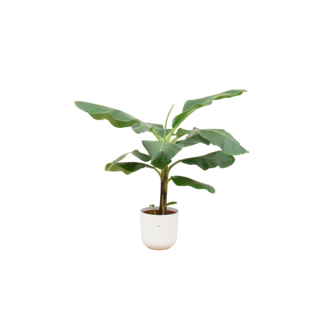 Combi deal - Bananenplant (Musa) inclusief elho Jazz Round geel Ø23 - 100 cm