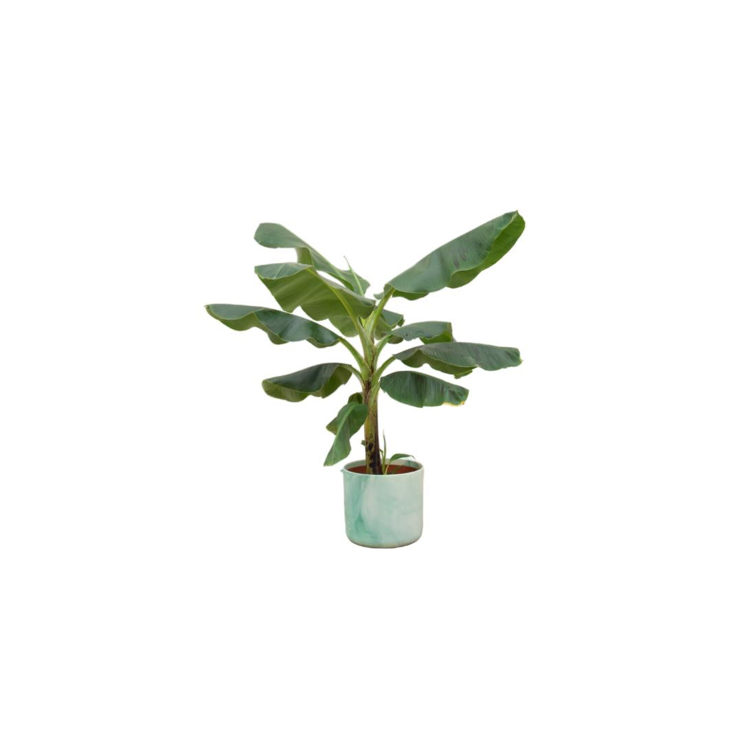 Combi deal - Bananenplant (Musa) inclusief Ocean Round atlantisch blauw Ø22 - 100 cm