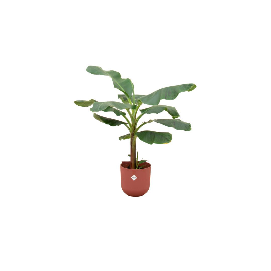 Combi deal - Bananenplant (Musa) inclusief elho Jazz Round geel Ø23 - 120 cm