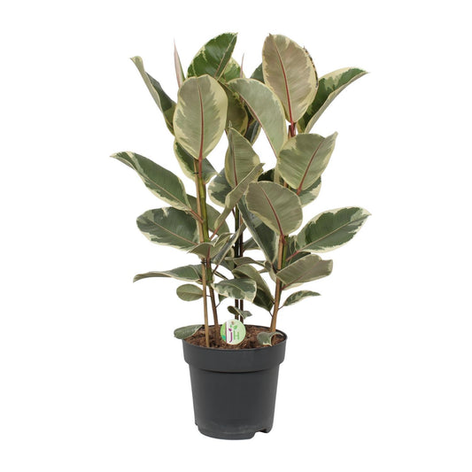 Ficus Tineke