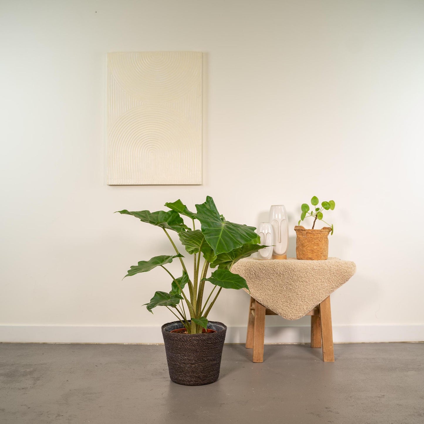 Alocasia Portodora - Ø21cm - ↕80cm + Mand Igmar