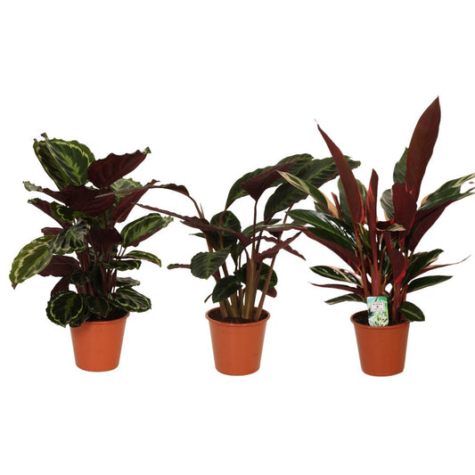 Calathea Symphony - 3 stuks - Ø19cm - ↕70-80cm