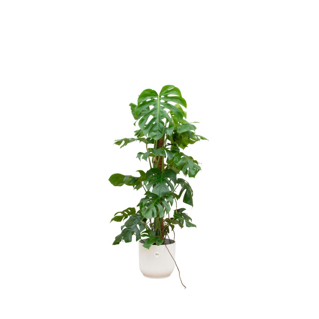 Combi deal - Monstera Pertusum XL inclusief elho Vibes Fold Round Ø30 blauw - 120 cm