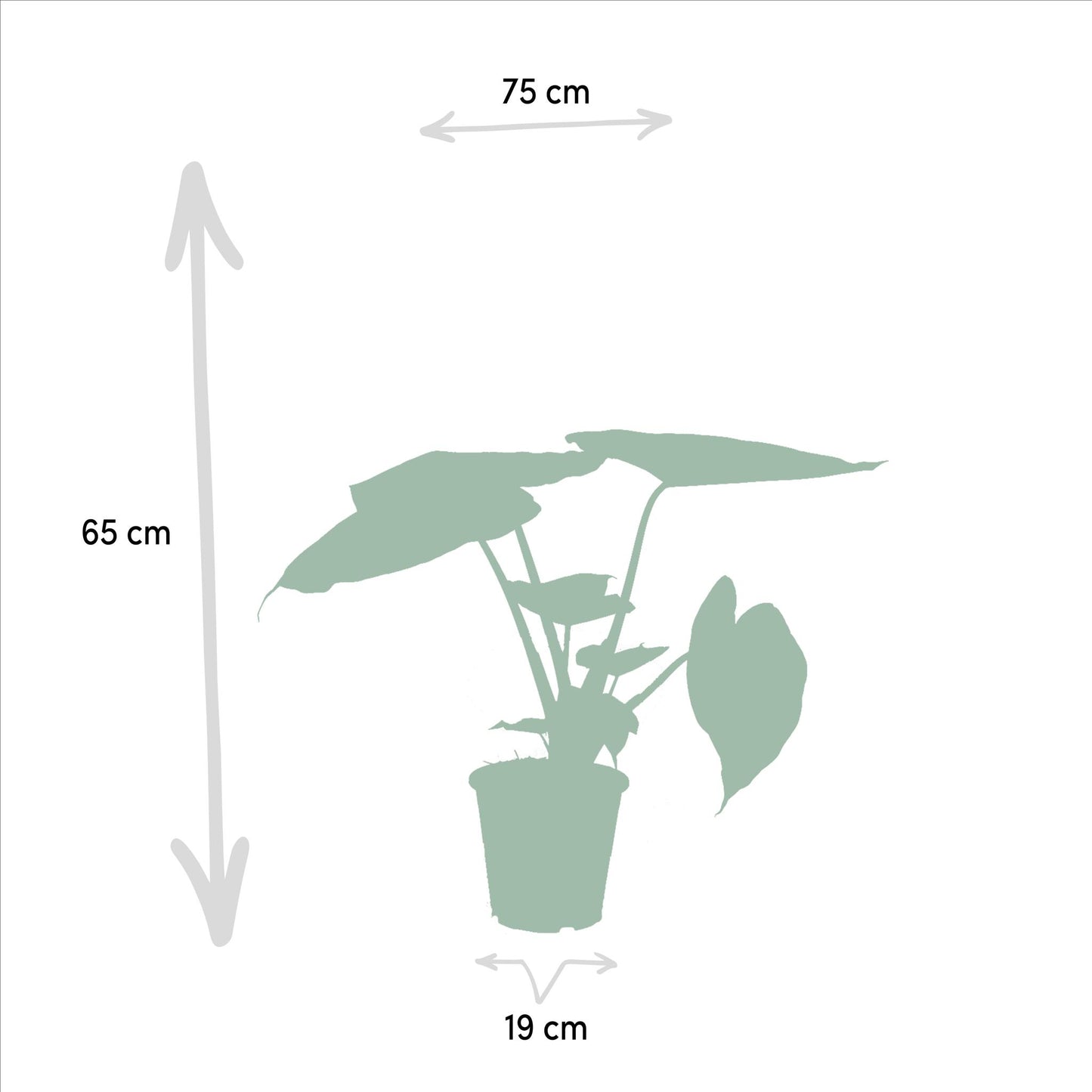 Alocasia Wentii X Alocasia Portodora