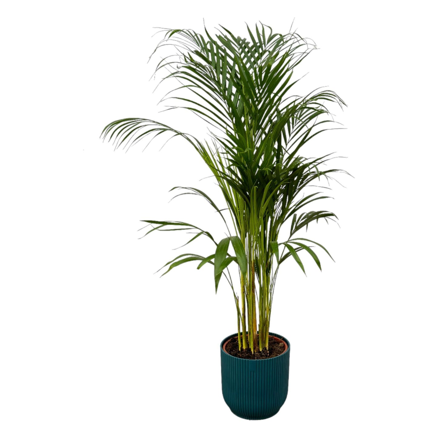 Areca palm - Ø21cm - ↕110cm