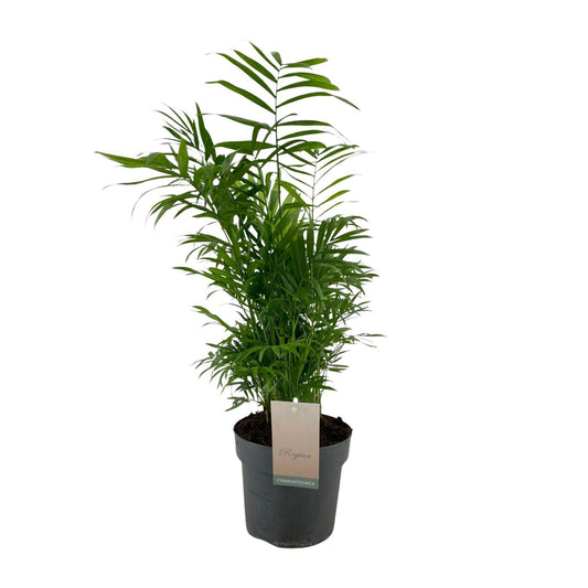 Chamaedorea Elegans - Ø17cm - ↕75cm