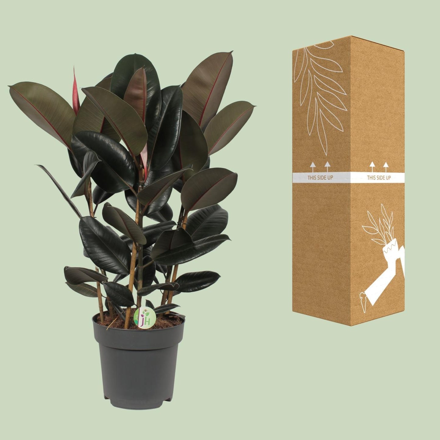 Ficus Abidjan - Ø27cm - ↕90cm