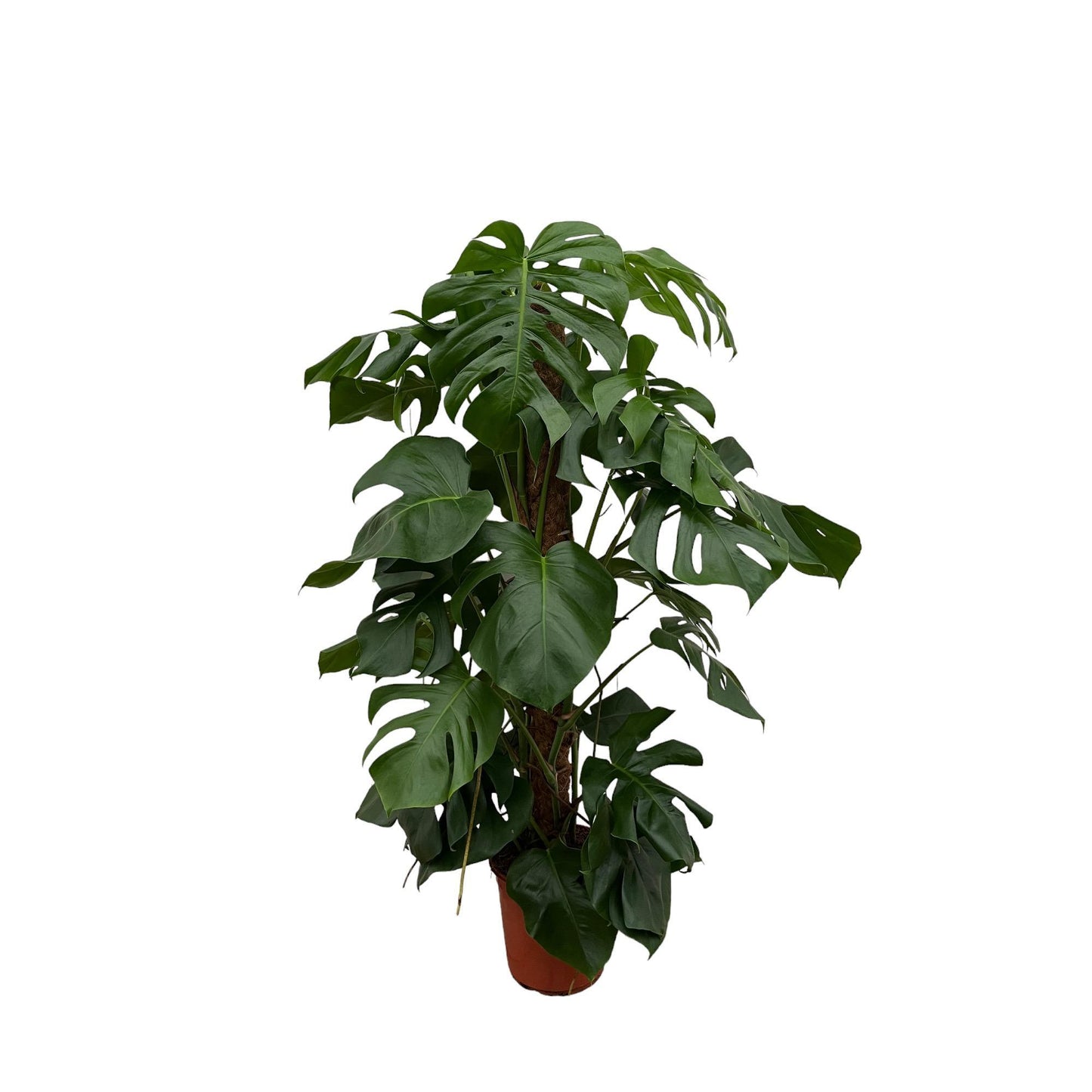 Monstera Pertusum - 120 cm