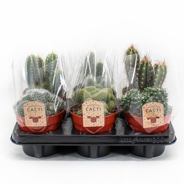 Cactus Mix - Set van 6