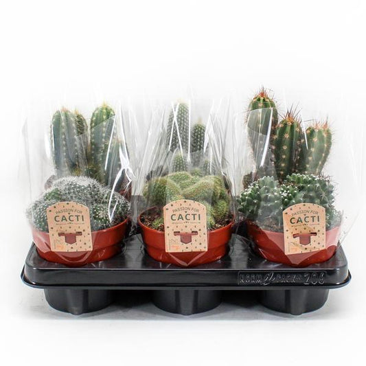 Cactus Mix - Set van 6