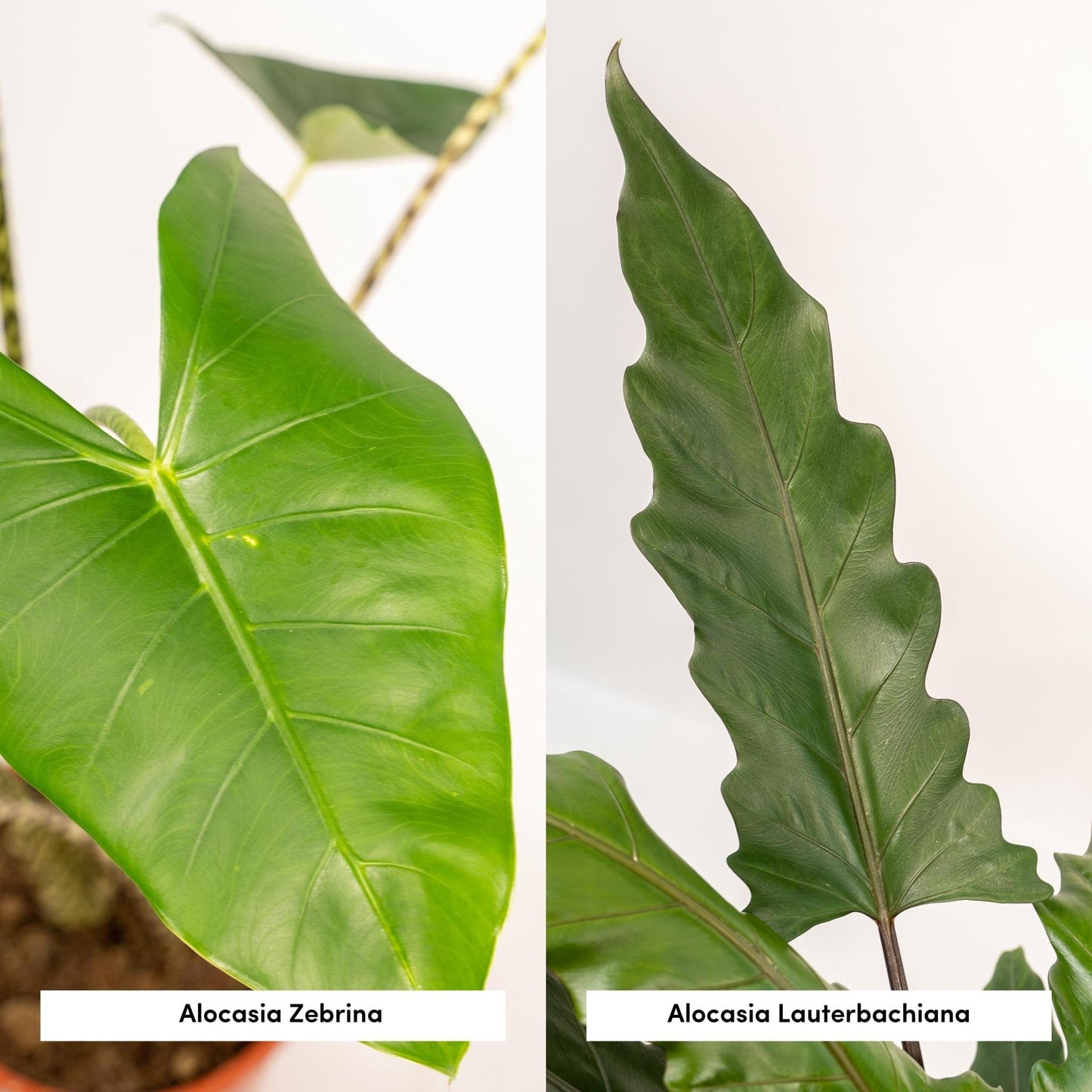 Alocasia Zebrina X Alocasia Lauterbachiana