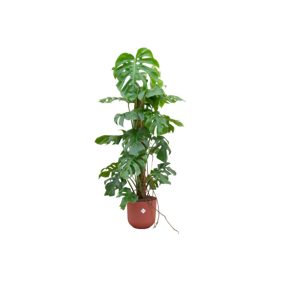 Combi deal - Monstera Pertusum XL inclusief elho Jazz Round wit Ø26 - 120 cm