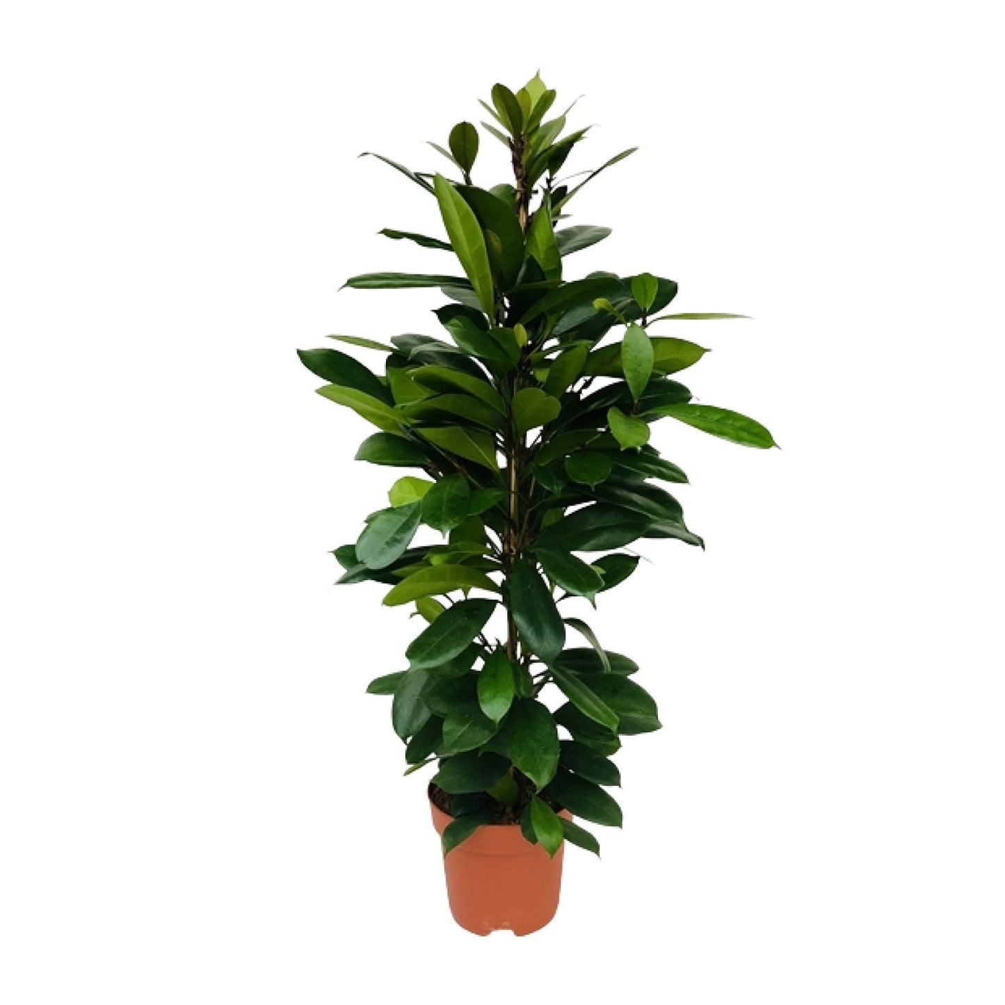 Ficus Cyathistipula